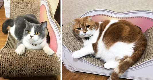 Basicグラングランを代わりばんこに愛用♪　プリンちゃんと茶々丸君