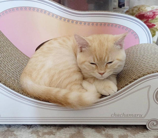 初日からお気に入り。Basicでくつろぐマンチカンの茶々丸君