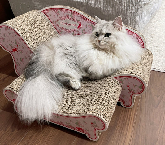 すっぽり身体を包み込んでくれる形が大好き♪ ミヌエットのルゥナちゃん