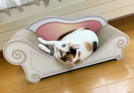 スタンダードからグランデに。ゆったり寛ぐ京ちゃん