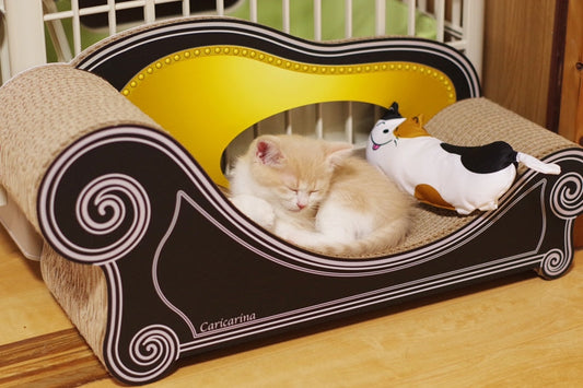 お迎え初日から自分の場所に。2か月のミヌエット、アンリ君