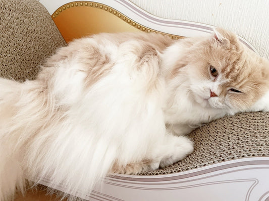 届いた日からお気に入り♪ スコティッシュフォールドのティアラ君