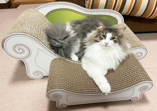 スツールをプラスして、広々。ノルウェージャンフォレストキャットのノアちゃん