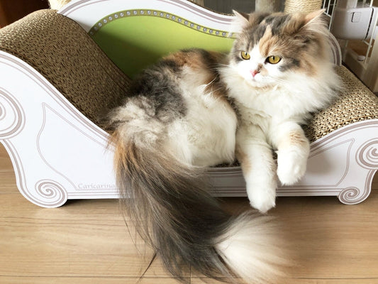 Basicに座って満足気♪ ミヌエットの美美ちゃん