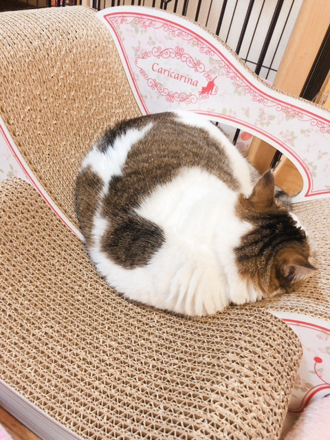 Fioreスツールセットで、毎日うたた寝しているララ君　