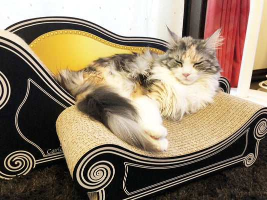 寝るときは毎日カリカリーナ♪メインクーンのそらちゃん