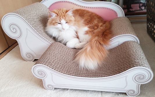 スツールセットでウトウト…ノルウェージャンフォレストキャットのメイプルちゃん