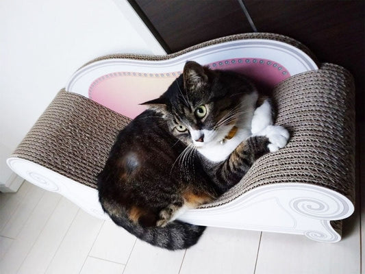 箱から出した瞬間からお気に入り♪ Basicでくつろぐはなちゃん