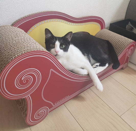 Basicで爪とぎしたり寛いだり。大満足のシャリちゃん