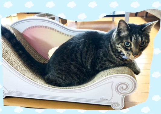 Basicで思いっきり爪とぎ♪ キジトラのしおん君