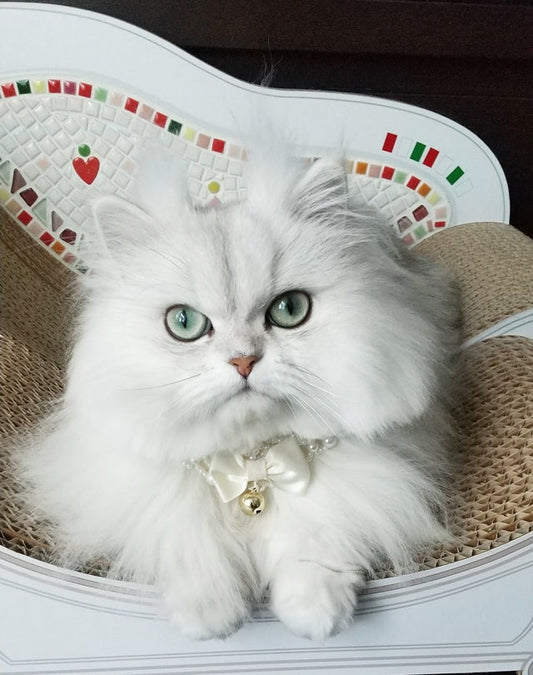 夏限定のCoppoでくつろぐチンチラシルバーのメルモちゃん