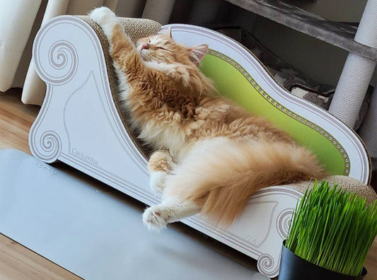 一番大きいグラングランで快適♪ メインクーンのうた君