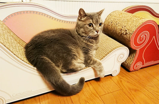 5年目で2台目を購入♪ ブリティッシュショートヘアのベティちゃん