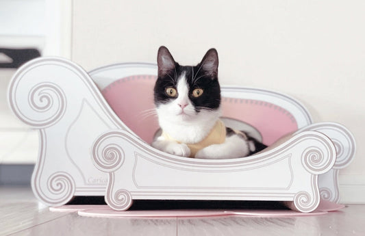 手術後の安心できる寝場所に。スコティッシュフォールドのラムちゃん