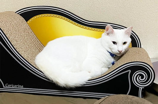 誕生日プレゼントに新しいBasic。すぐに自分のだと分かったユノちゃん