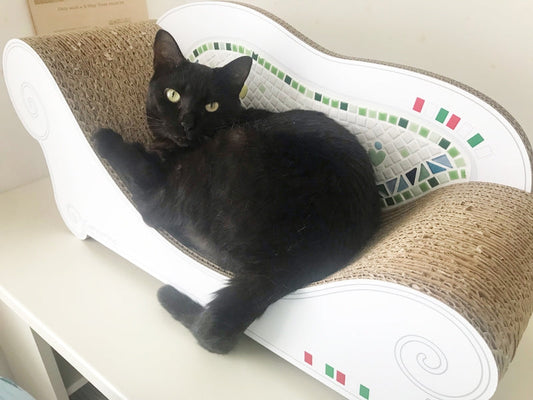 箱を開けた瞬間に爪とぎ＆お昼寝♪ coppoでくつろぐすずめ君