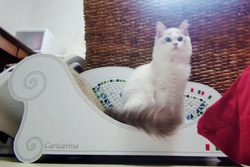 Coppoにちょこんとお座り。ラグドールのLANI君