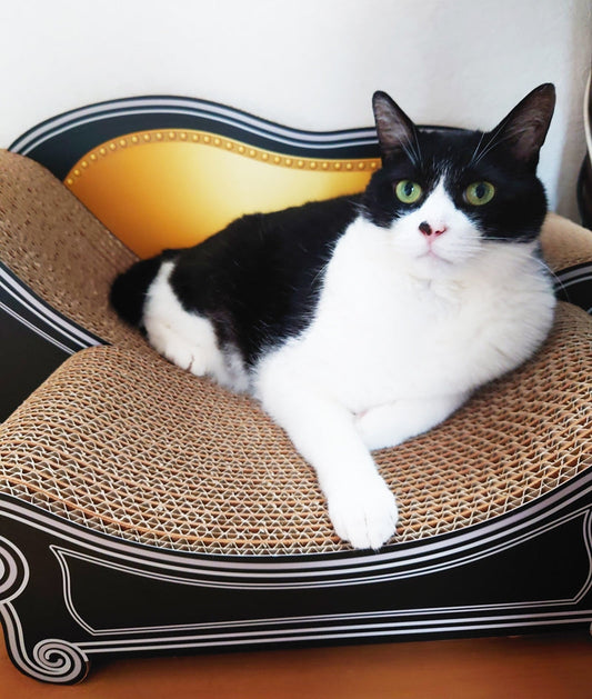 爪とぎのあとはゴロン♪ スツールセットで寛ぐチョコ君