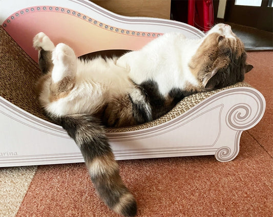 Basicの上で毎日ゴロン♪マンチカンのくるみちゃん