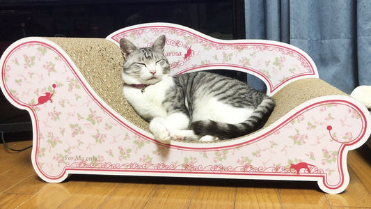 12歳の誕生日プレゼントにFiore。ゆったりくつろぐみぃちゃん