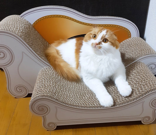 最初は慎重に…慣れたら虜に♪スコティッシュフォールドのきなこちゃん