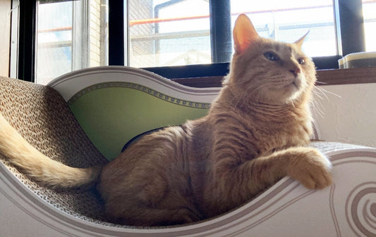 食事のあとは、カリカリーナでゆったり。茶トラの茶子君