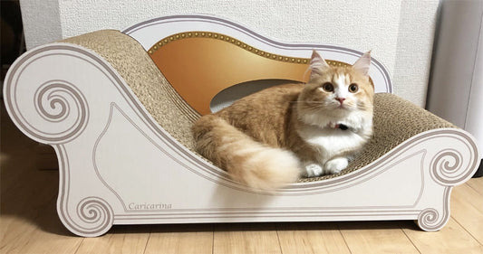 毎日座って飼い主さんを見守る、マンチカンのめるちゃん