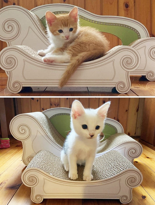 スツールセットにちょこん♪ 2か月の幸太郎くん&福太郎くん