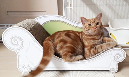 左向きで座るのがお気に入り♪アメリカンショートヘアーのしょう君