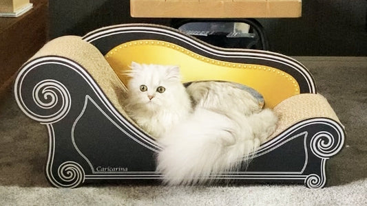 気付くとカリカリーナの上に…チンチラシルバーのMonちゃん