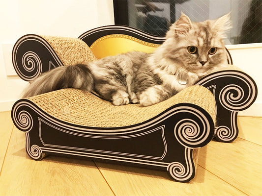 開封してすぐお気に入りに? 短足ミヌエットのえむ君