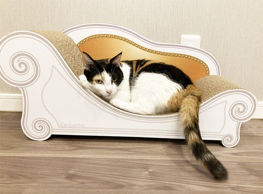 ソファの曲線が体にフィット♪カリカリーナが定位置のつくしちゃん