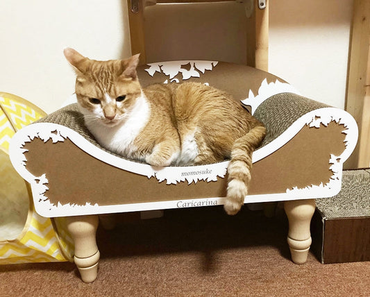 うちの子記念日のプレゼント♪Adessoをもらったももすけ君