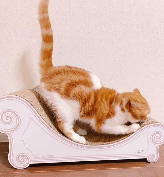 名前入りのLuceでカリカリ♪スコティッシュフォールドのたまちゃん