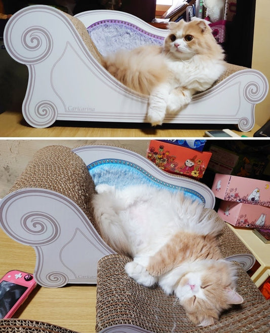 兄弟そろってお気に入り? スコティッシュフォールドのむぎ君とゆず君