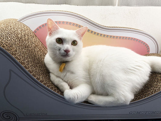 5匹でカリカリーナを愛用♪ Basicでくつろぐテツくん