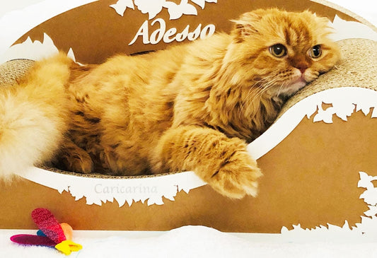 1日の大半はAdessoの上で…スコティッシュフォールドのコロ君