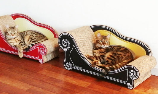 起きたらカリカリが朝のルーティン♪ベンガルのあずきちゃん、しんのすけ君