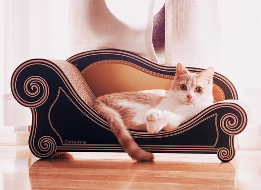 Basicはくつろぎの場所。ミヌエットのアンリ君