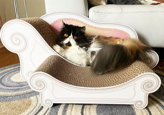 スツールセットで毎日お昼寝。ペルシャのゆめちゃん