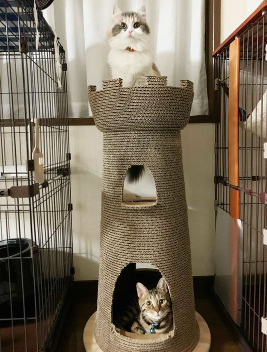 Castelloが大好き? あおちゃんとゆずちゃん