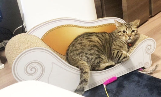 カリカリーナで初めて爪とぎ。足長マンチカンのアラン君