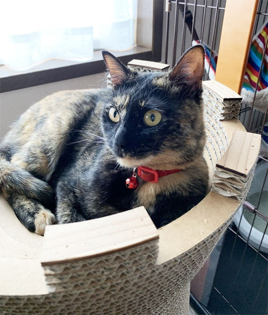 Castelloの見張り台で毎日お昼寝。サビ猫のはちちゃん