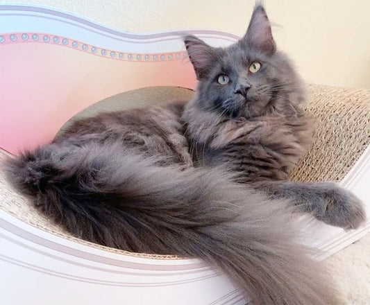 Basicグラングランでゆったり。メインクーンのスモーク君