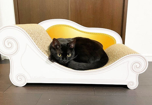 Basicでくつろいだり、遊んだり。ボンベイのテトくん