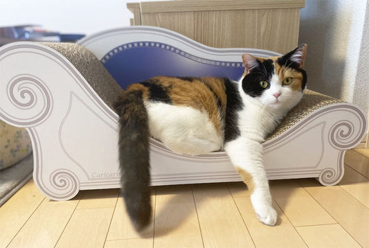 あなた色で寛ぐ、マンチカンのゆずちゃん