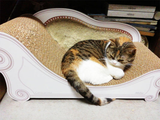 新旧2台のLuceを使い分け♪ スコティッシュフォールドのMillieちゃん