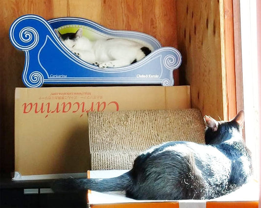 高い場所に置いたら満足♪ 2匹で譲り合うチョボ君とクロコちゃん