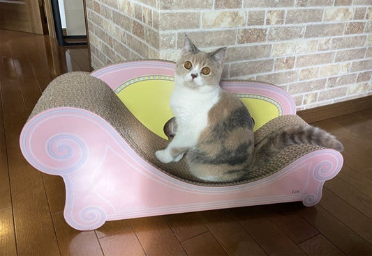 あなた色で寛いだり、爪とぎしたり♪ブリティッシュショートヘアーのLeaちゃん