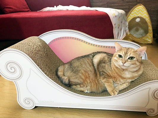 Basicに座って満足? 茶トラのもんちゃん